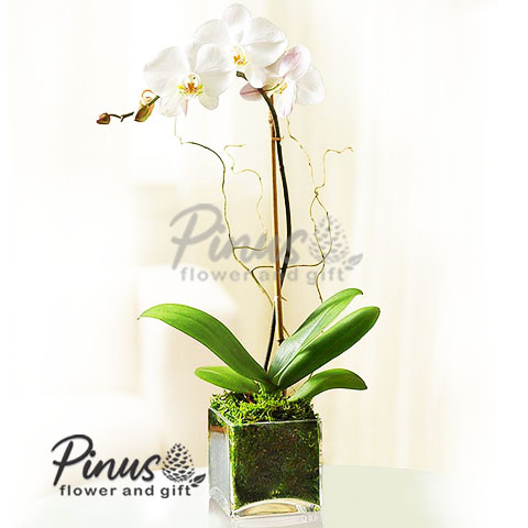 Bunga Meja Surabaya - Glorious Floralia Orchid Vase