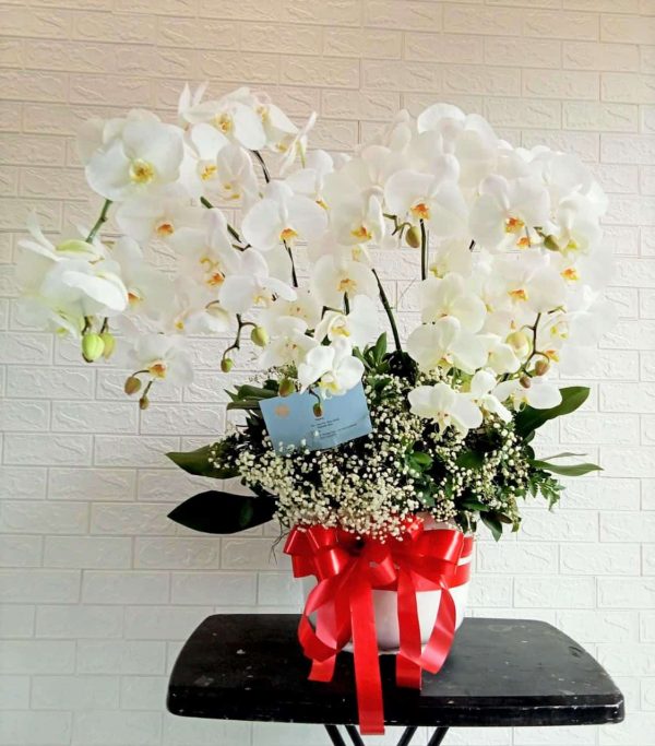 White Moon Orchid in Vase