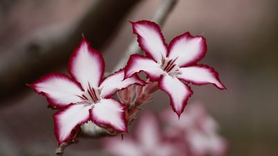 bunga lily