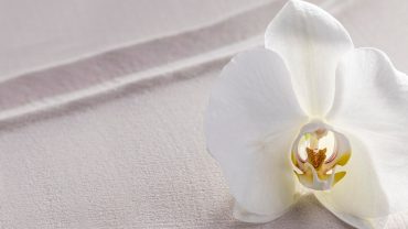 Bunga untuk Permintaan Maaf yaitu Anggrek Putih