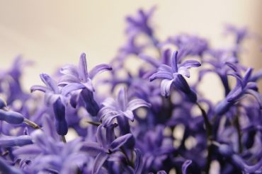 Bunga untuk Permintaan Maaf yaitu Hyacinth