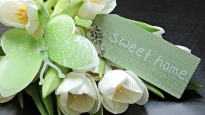 tulips, tulipa, butterfly-2091617.jpg