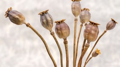 rangkaian bunga kering