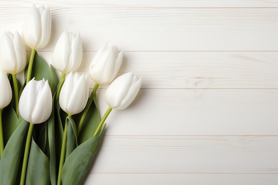 Bunga Tulip Putih