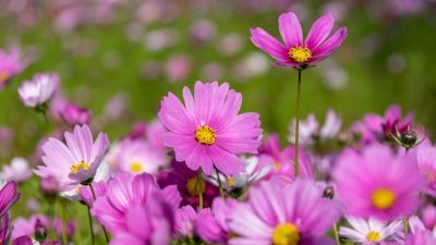 Sekumpulan bunga Cosmos