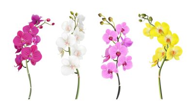 bunga anggrek warna warni