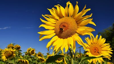 1 sunflowers blooming