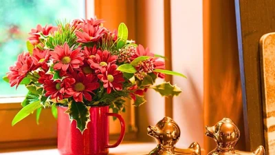 Chrysanthemum Bontempi merah